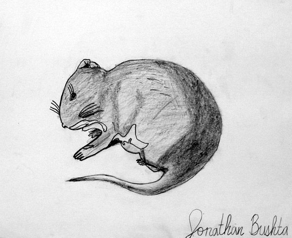 Mouse