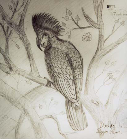Bird
