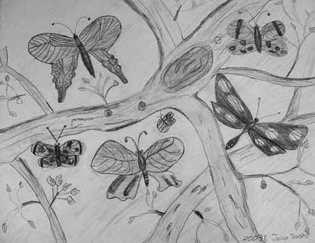 Butterflys