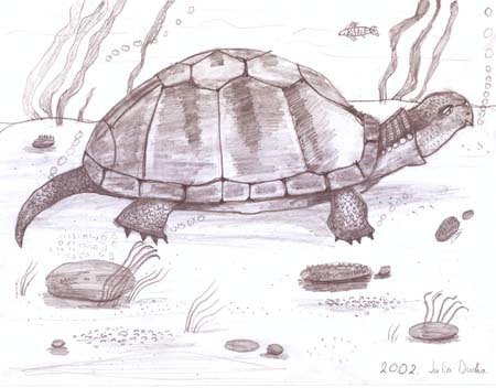 Turtle