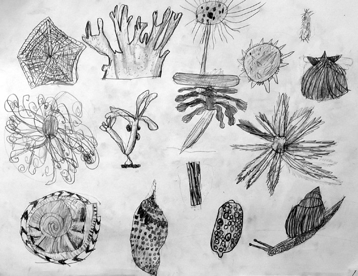 Shells
