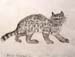 Wild_cat_2