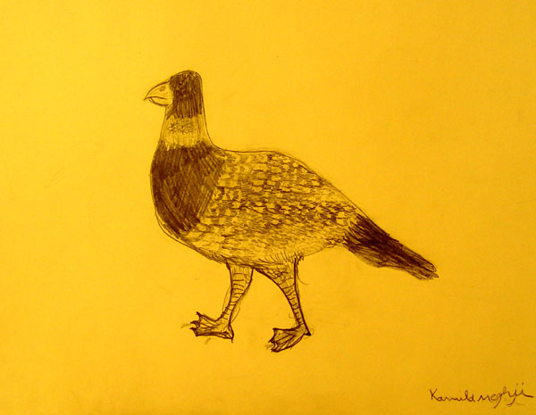 Bird