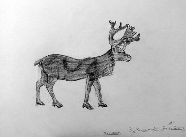 Deer