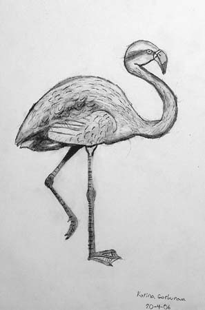 Flamingo
