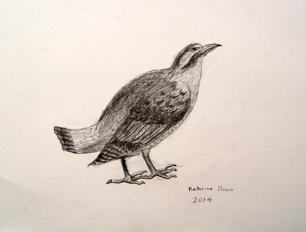 Bird