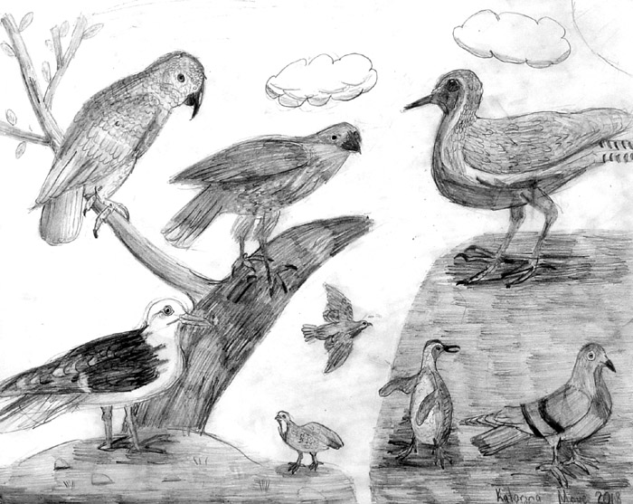 Birds