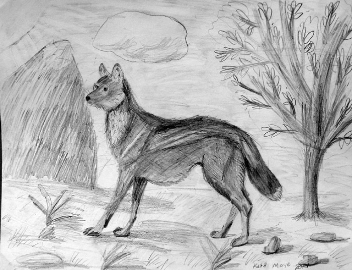 Fox