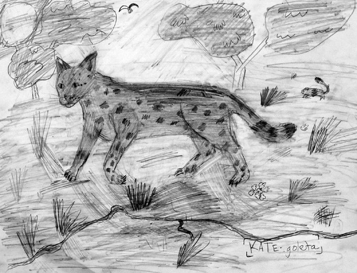 Leopard