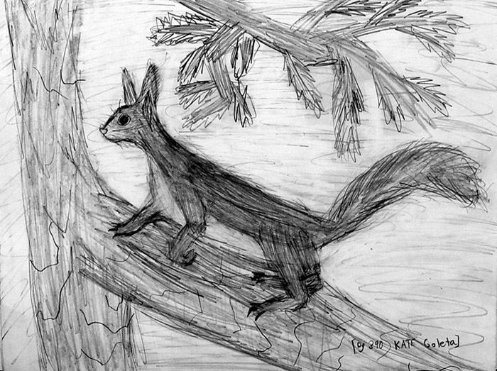Squirrel