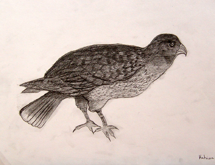 Bird