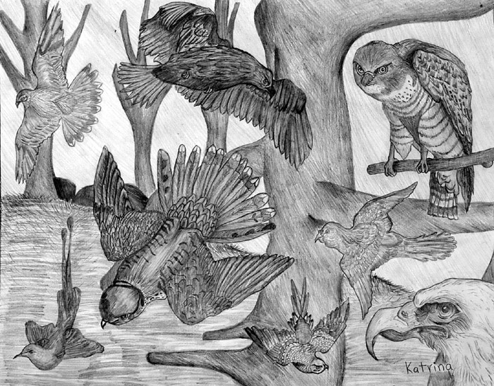 Birds