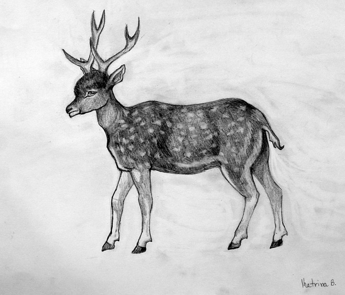 Deer