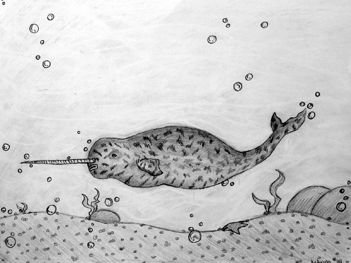 Narwhal