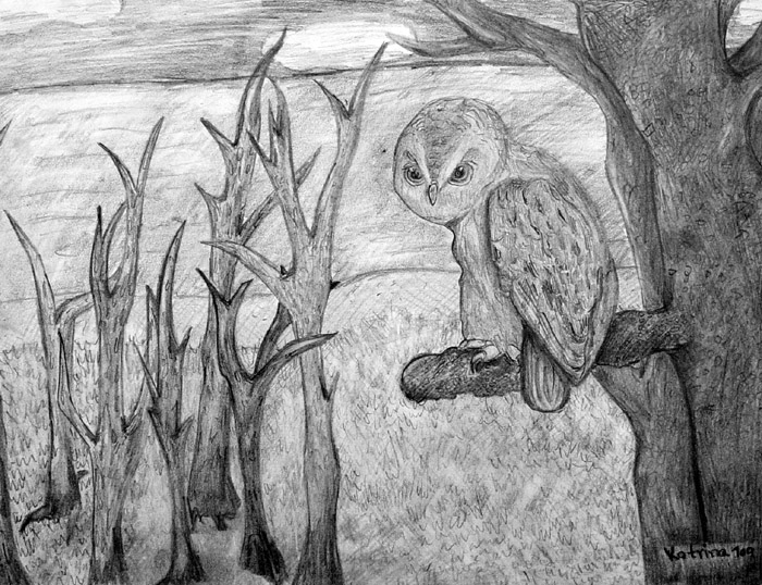 Owl