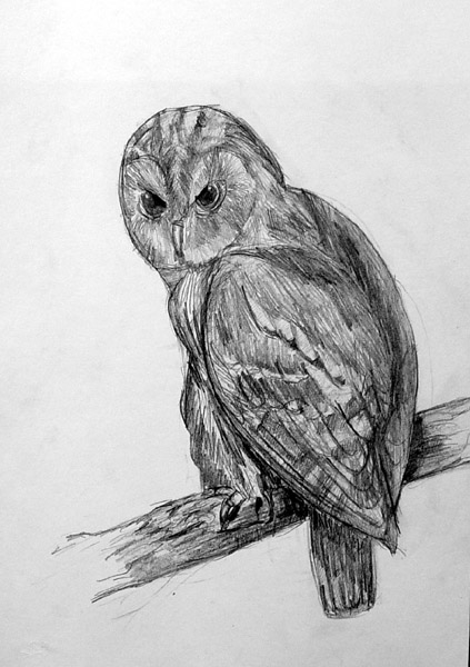 Owl