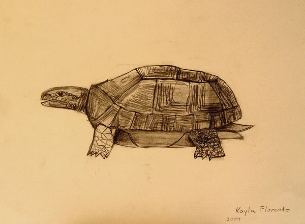 Turtle