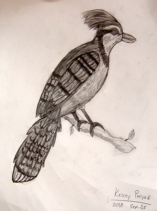 Bird