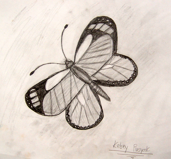 Butterfly