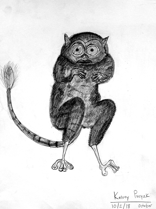 Tarsier