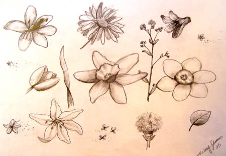 Sketches_(flowers)