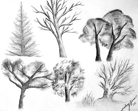 Sketches_(trees)