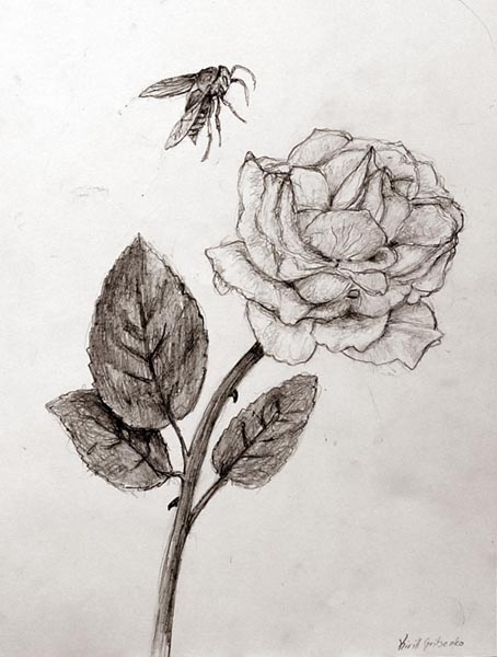 A_rose_and_a_bee