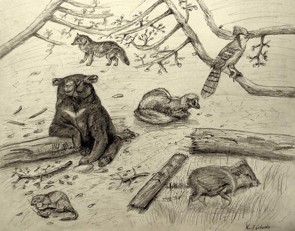 Animals