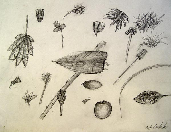 Sketches_(leaves)