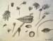 Sketches_(leaves)