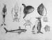 Sketches_1