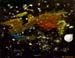 Space_1