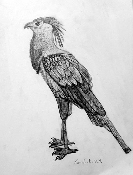 Bird