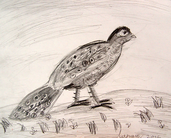 Bird