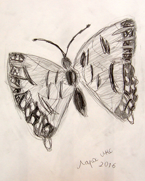 Butterfly