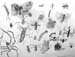 Insects