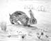 Rabbit_2