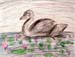 Swan