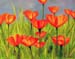 Poppies