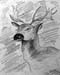 Rain_deer