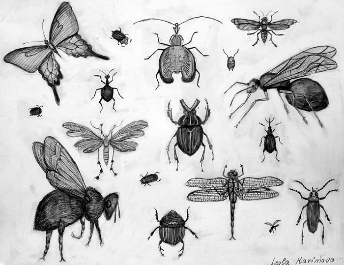 Insects
