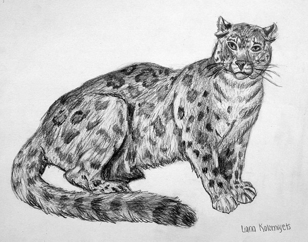 Leopard