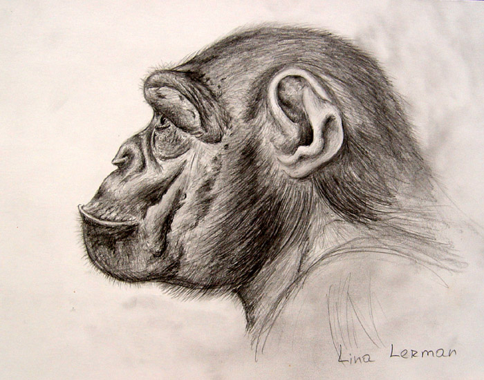 Monkey