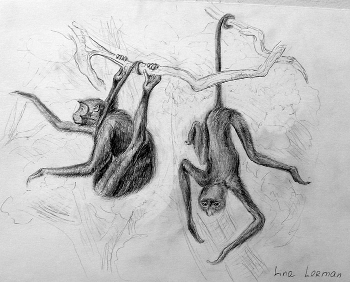 Monkeys