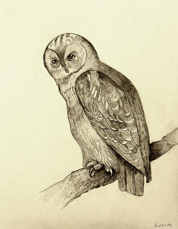Owl