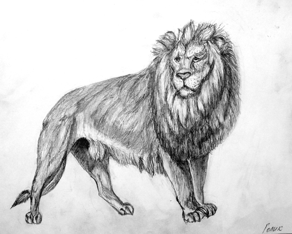 Lion