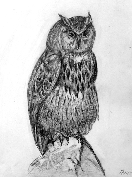 Owl
