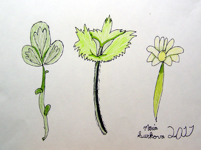 Plants