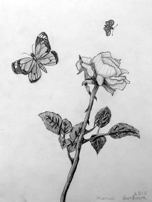 Rose