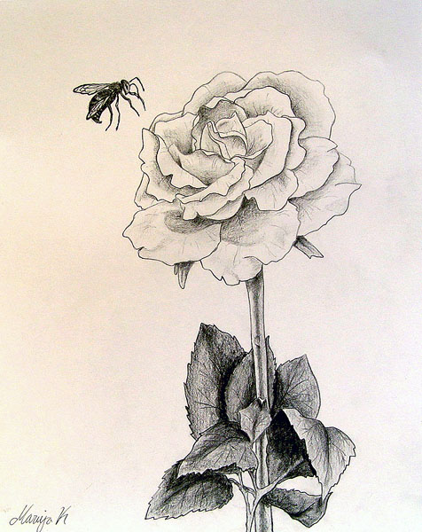 A_rose_and_a_bee